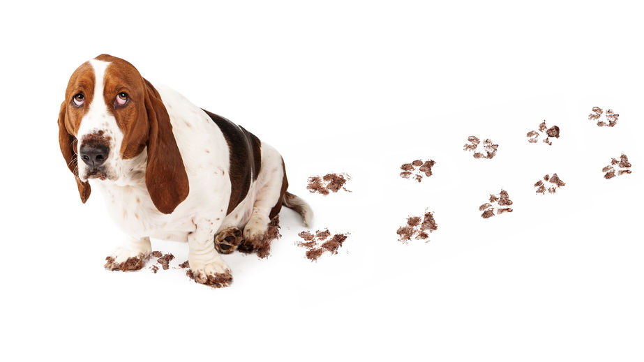 Dog making a mess on your floor