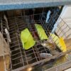 Clean Instant Erase Swedish Dishcloths in the upper rack of a dishwasher or in a washing machine. Reuse again and again saving you money.