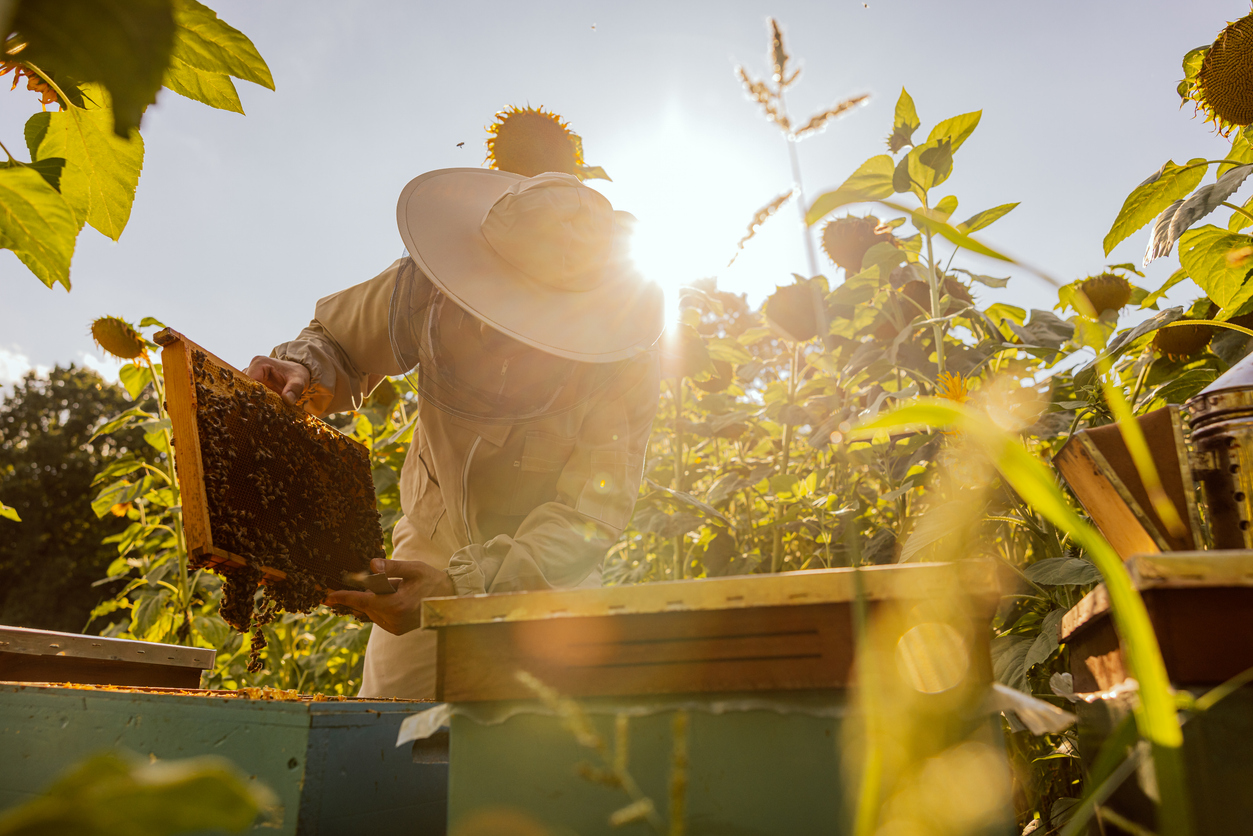 Worker in beekeeper suit taking frame full of bees and honeycomb from beehive to treat for verroa mites with swedish dishcloths and oxalic acid.