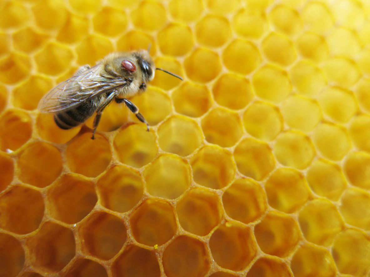 A single honeybee infested by varroa mites, inside of a beehive. The mites can quickly take over the entire hive and cause colony collapse without treatment.