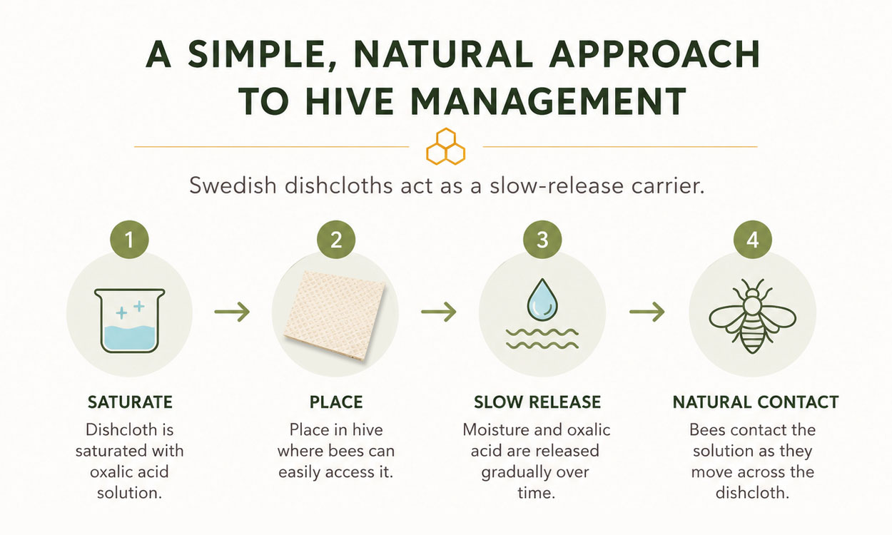 Infographic explaining how to use Swedish Dishcloths with Oxalic Acid to treat bee hives for varroa mites. Saturate the Swedish Dishcloth with a mixture of Oxalic Acid and Glycerin, and place it in the hive where bees can access it. The oxalic acid is gradually released over time and spreads onto the adult bees as they walk across the dishcloth.